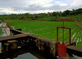 Saluran irigasi pertanian di Belitung