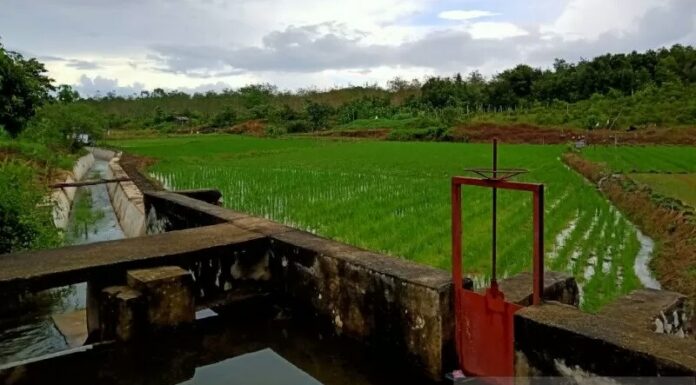 Saluran irigasi pertanian di Belitung
