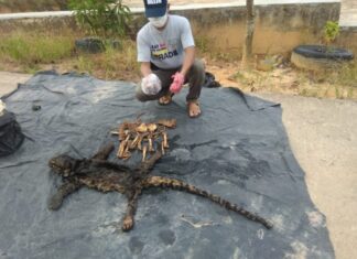 Tim  Gabungan Ditjen Penegakan Hukum KLHK mengamankan bagian tubuh satwa yang di lindungi