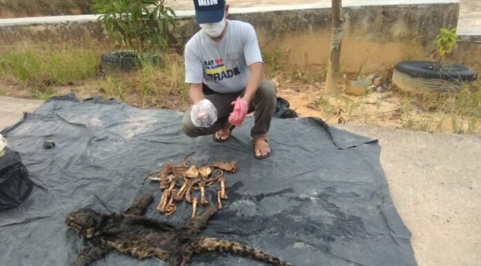 Tim  Gabungan Ditjen Penegakan Hukum KLHK mengamankan bagian tubuh satwa yang di lindungi